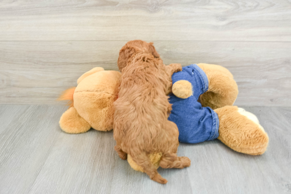 Sweet Mini Goldendoodle Baby