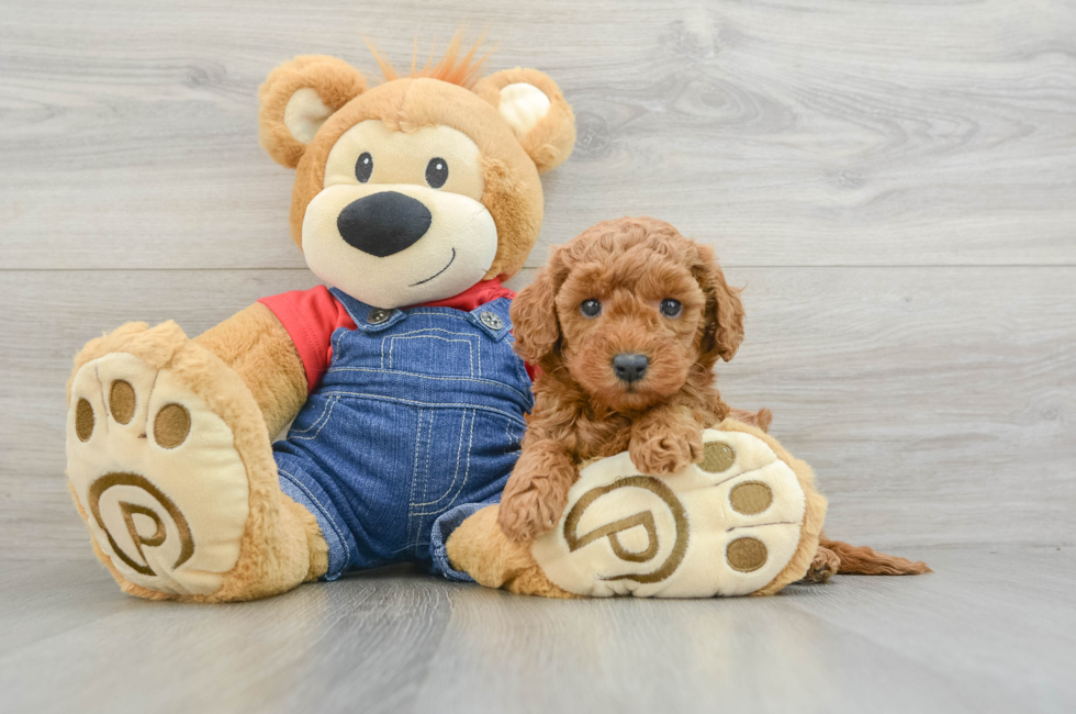 6 week old Mini Goldendoodle Puppy For Sale - Premier Pups