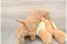 Best Mini Goldendoodle Baby