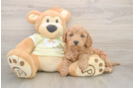 Mini Goldendoodle Pup Being Cute