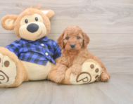 6 week old Mini Goldendoodle Puppy For Sale - Premier Pups