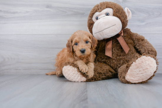 Mini Goldendoodle Pup Being Cute