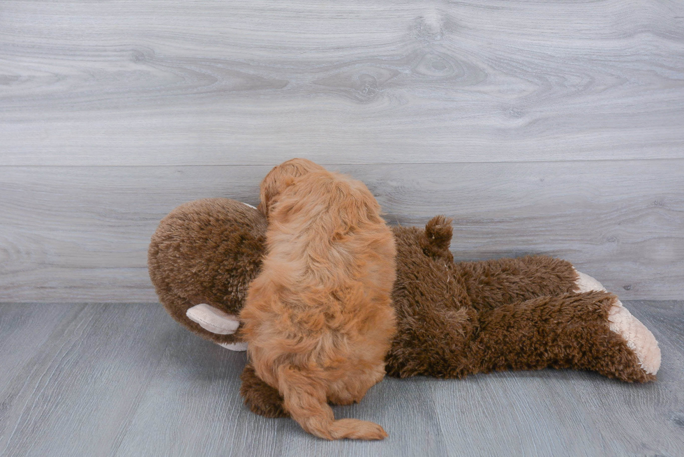 Little Golden Retriever Poodle Mix Puppy