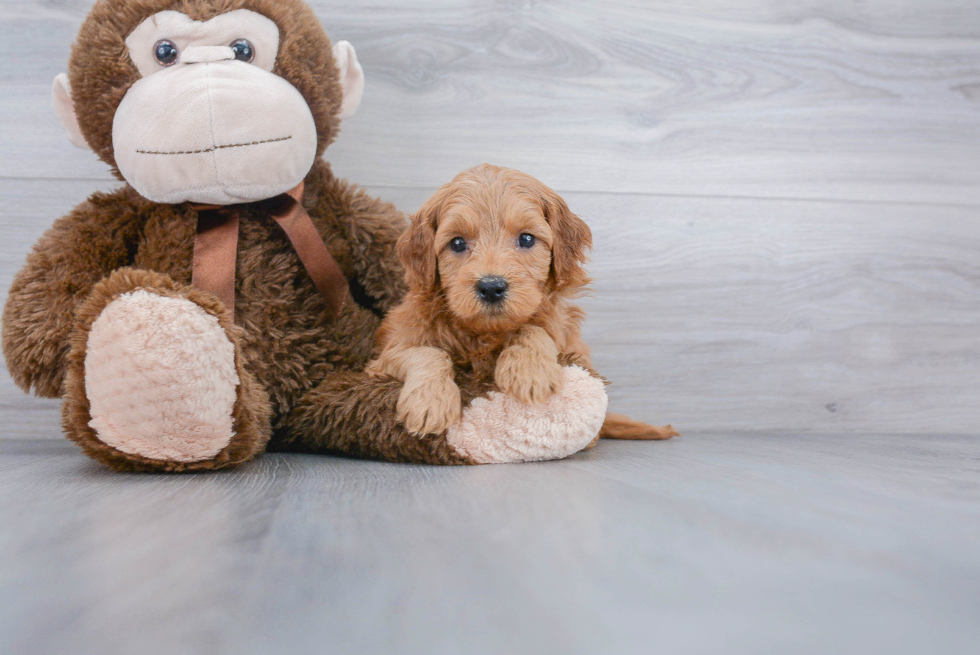 Playful Golden Retriever Poodle Mix Puppy