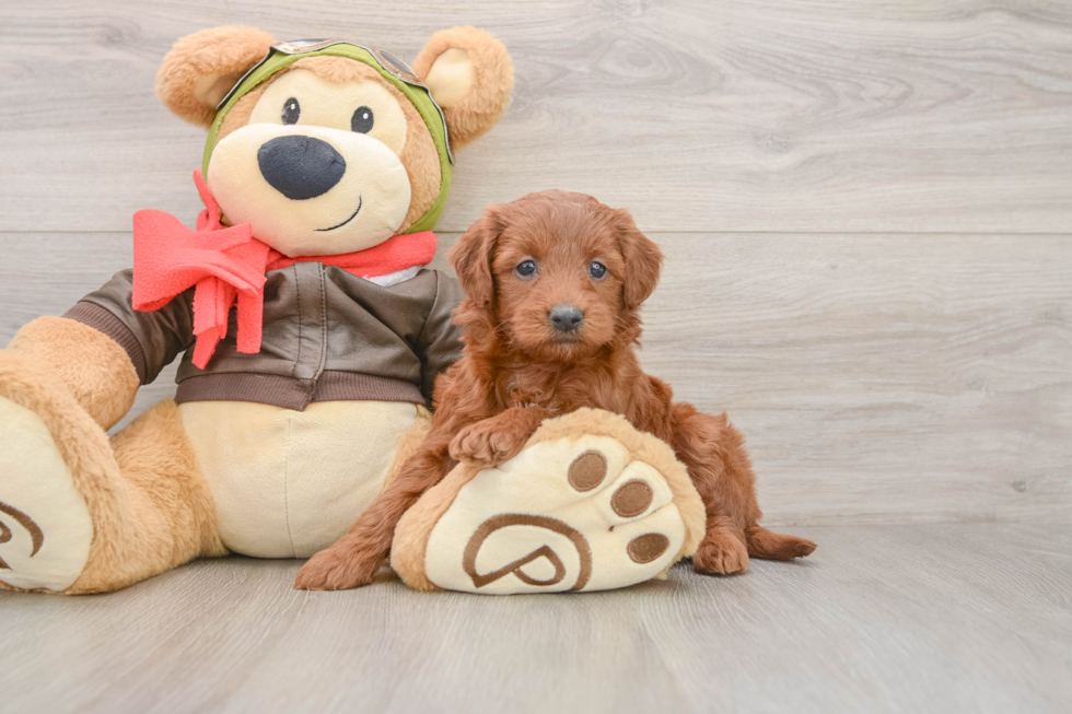 Mini Goldendoodle Pup Being Cute