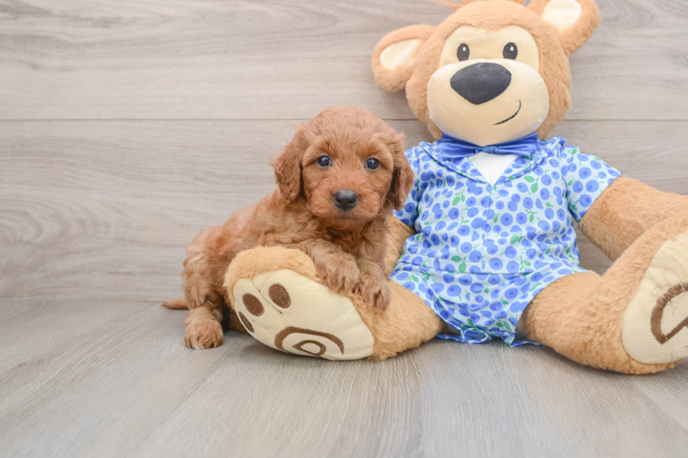 Best Mini Goldendoodle Baby
