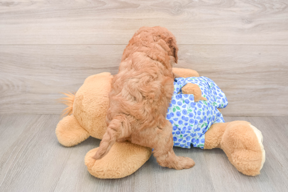 Little Mini Goldenpoo Poodle Mix Puppy