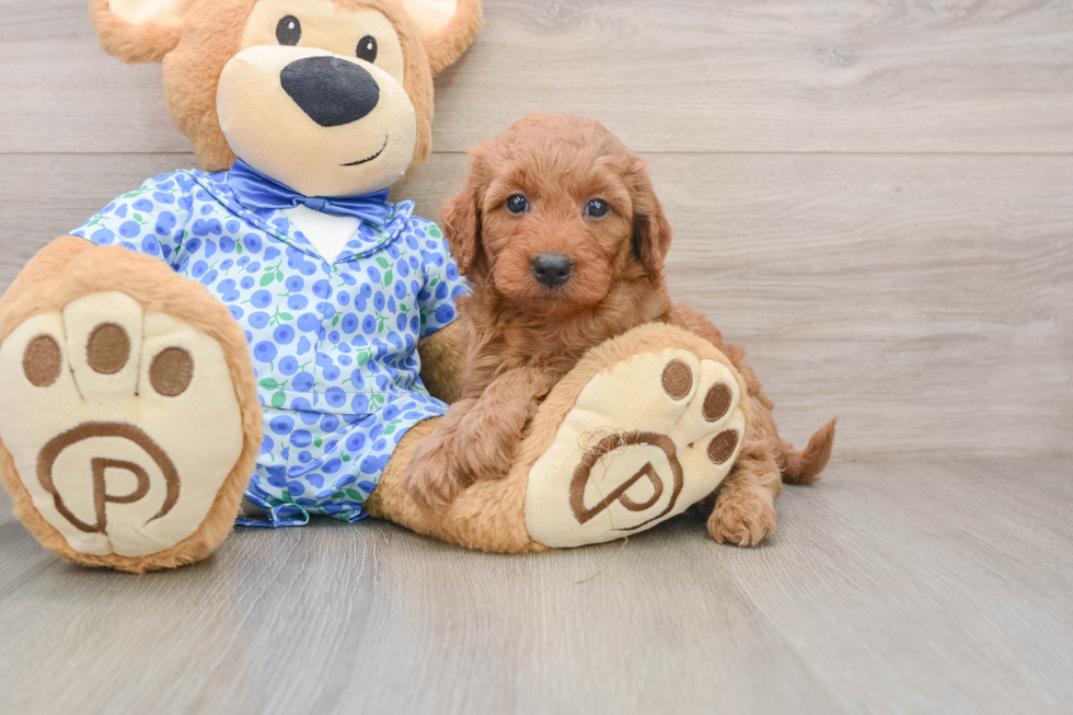 Best Mini Goldendoodle Baby