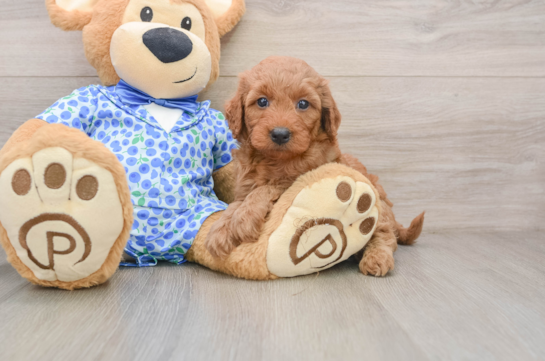 Best Mini Goldendoodle Baby