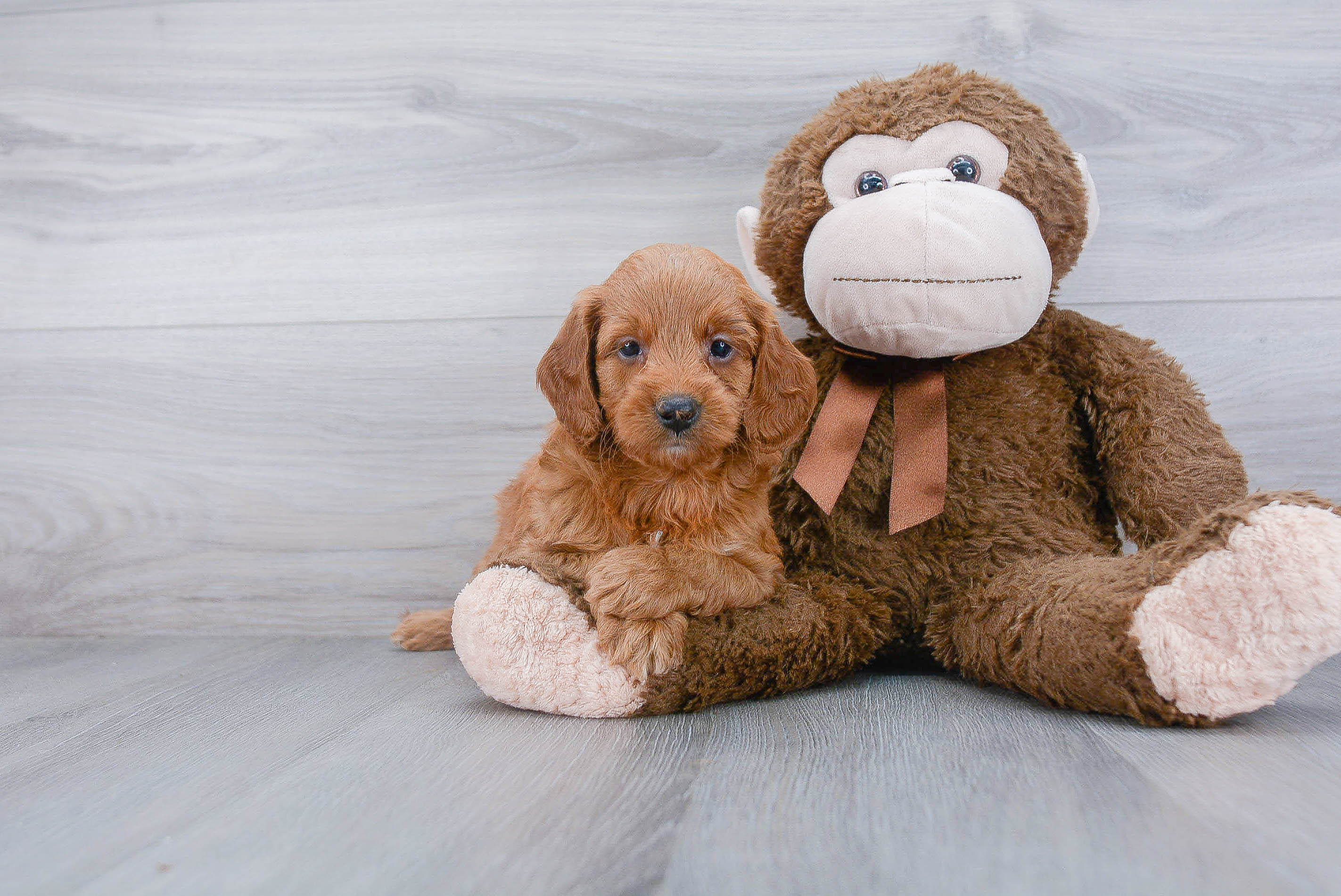 Best Mini Goldendoodle Baby