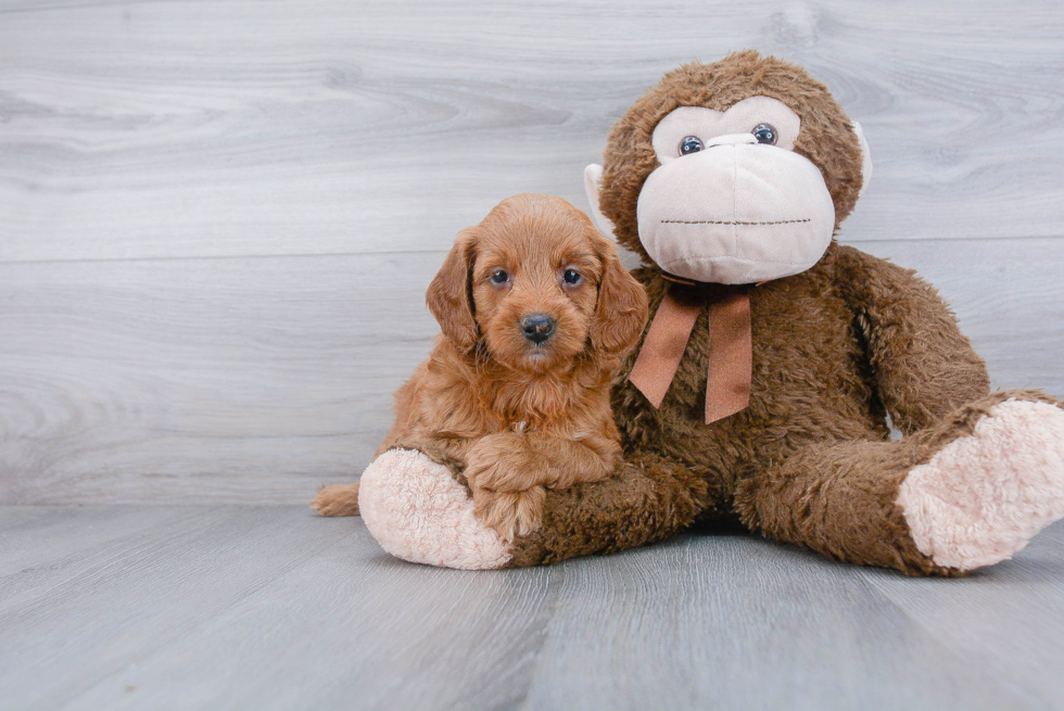 Best Mini Goldendoodle Baby