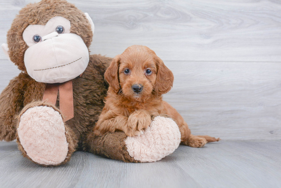 Little Golden Retriever Poodle Mix Puppy