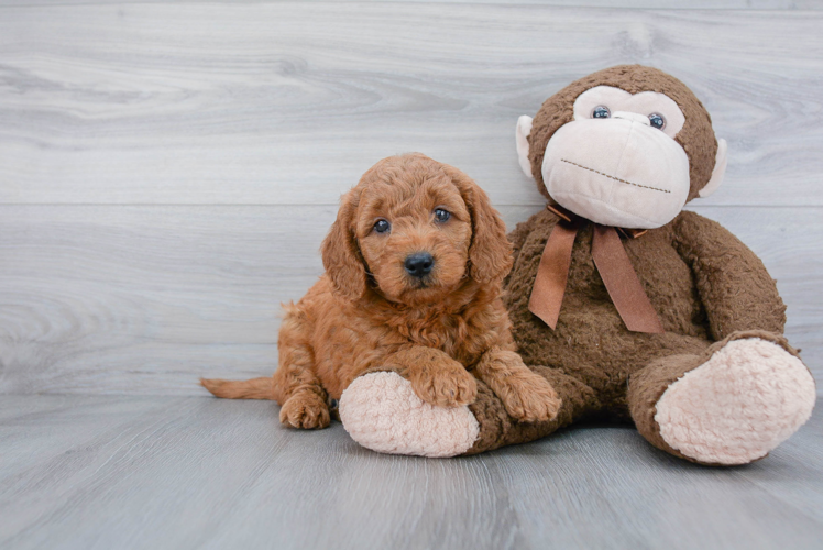 Happy Mini Goldendoodle Baby