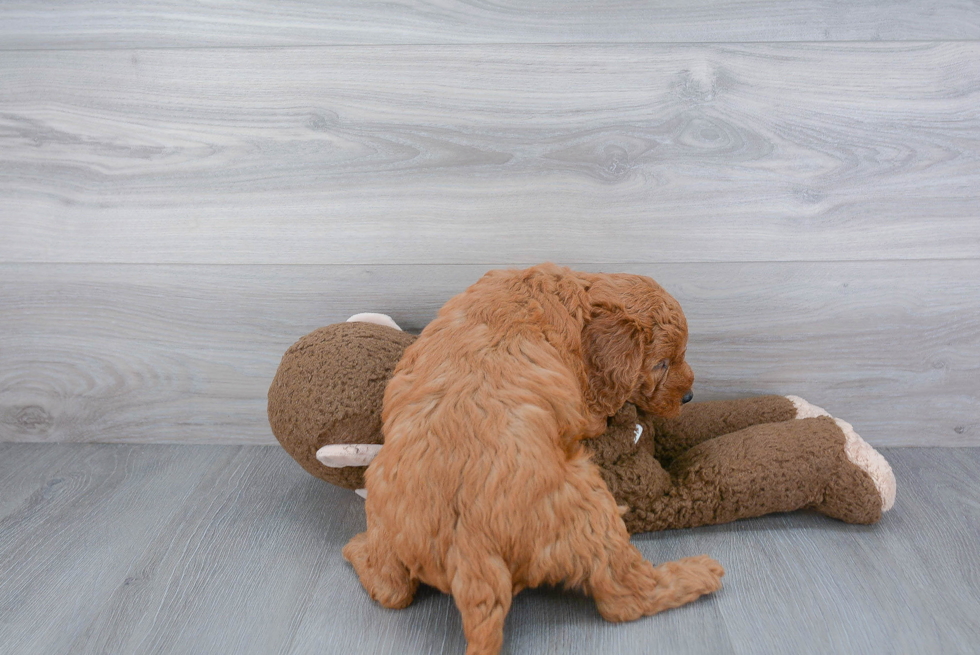 Little Golden Retriever Poodle Mix Puppy