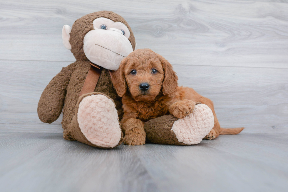 Mini Goldendoodle Pup Being Cute