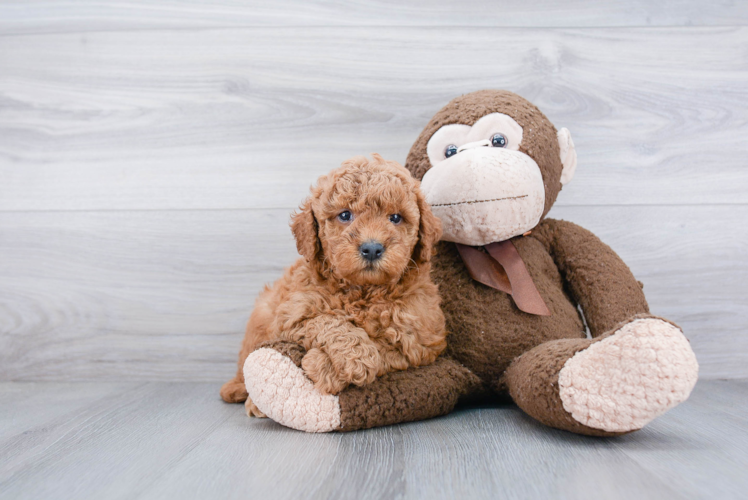 Best Mini Goldendoodle Baby