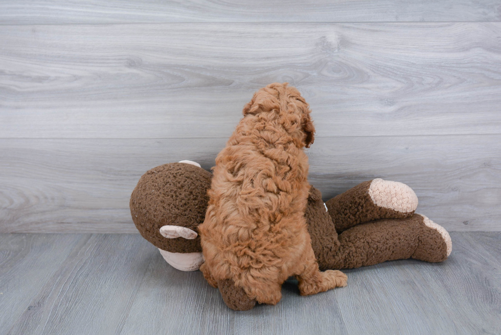 Playful Golden Retriever Poodle Mix Puppy