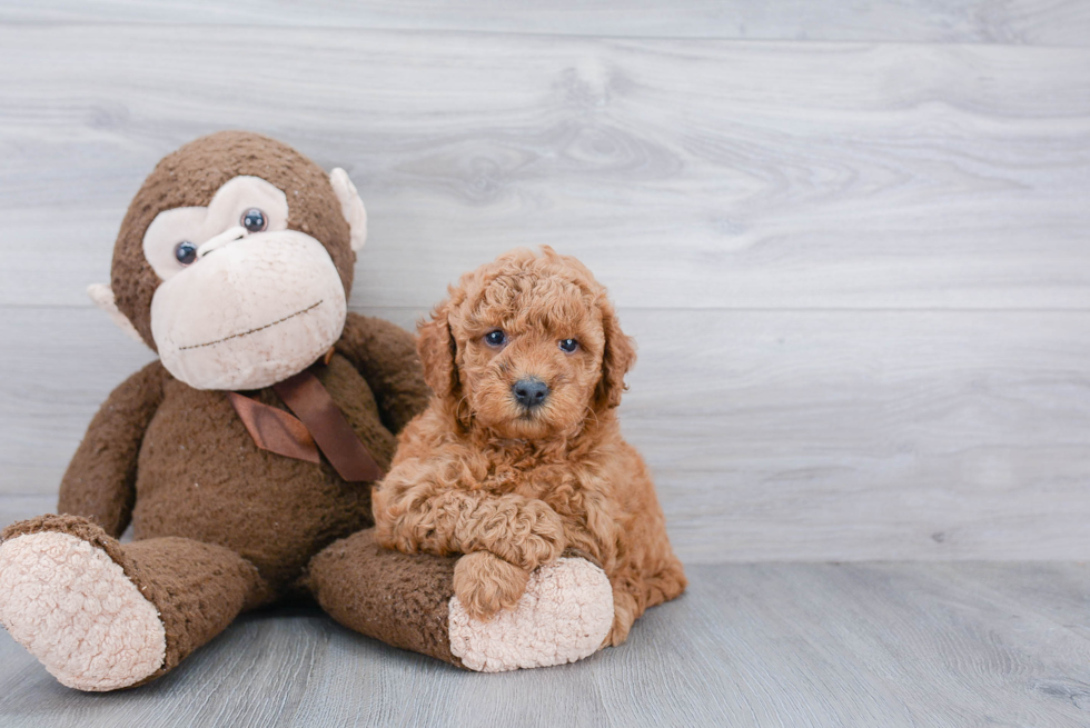 Best Mini Goldendoodle Baby