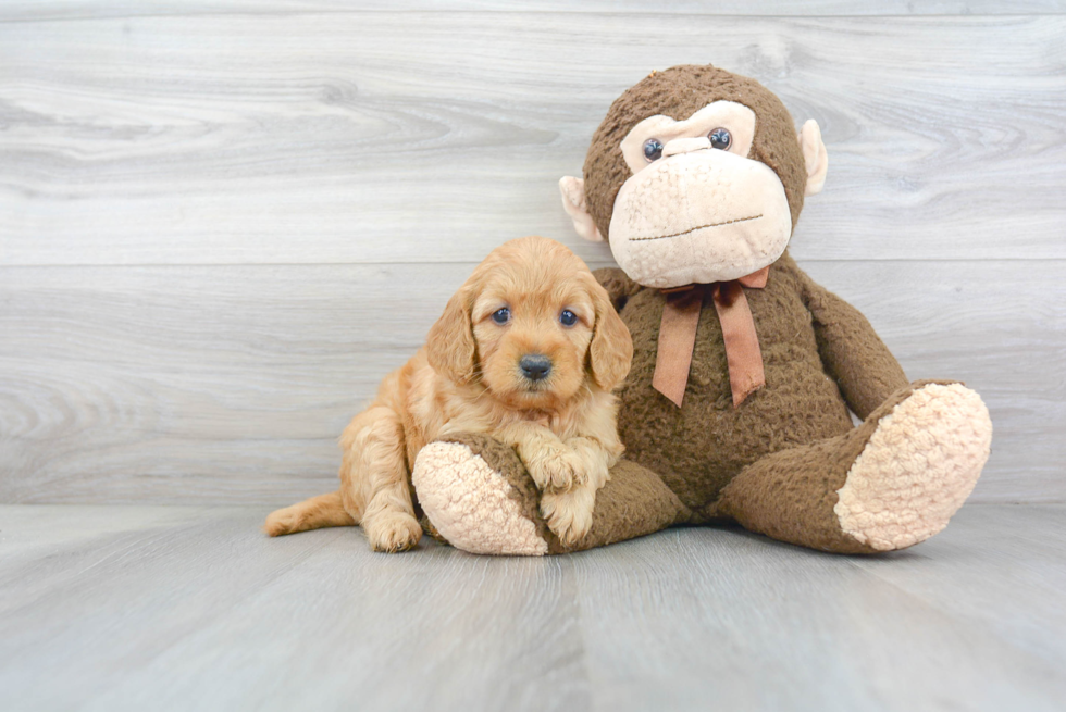 Best Mini Goldendoodle Baby