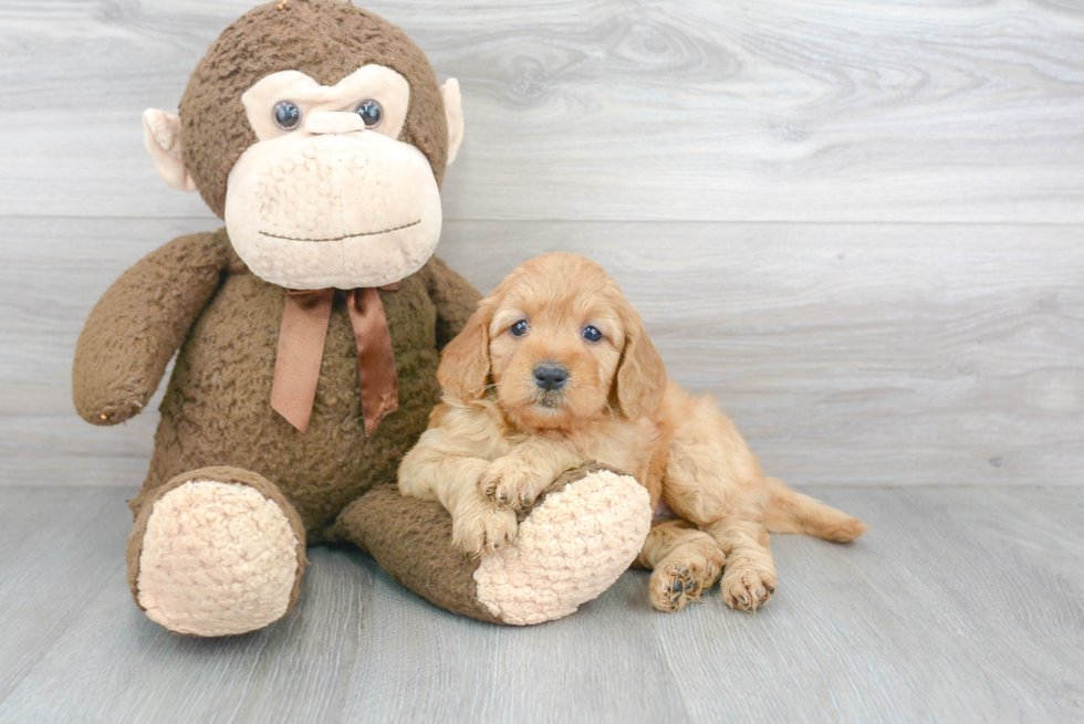 Small Mini Goldendoodle Baby