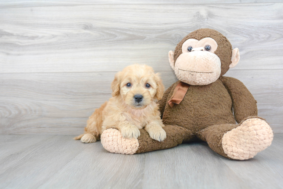 Best Mini Goldendoodle Baby