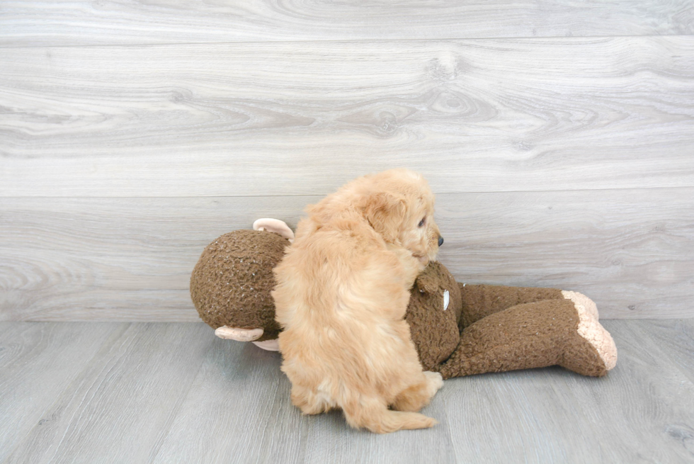 Mini Goldendoodle Puppy for Adoption