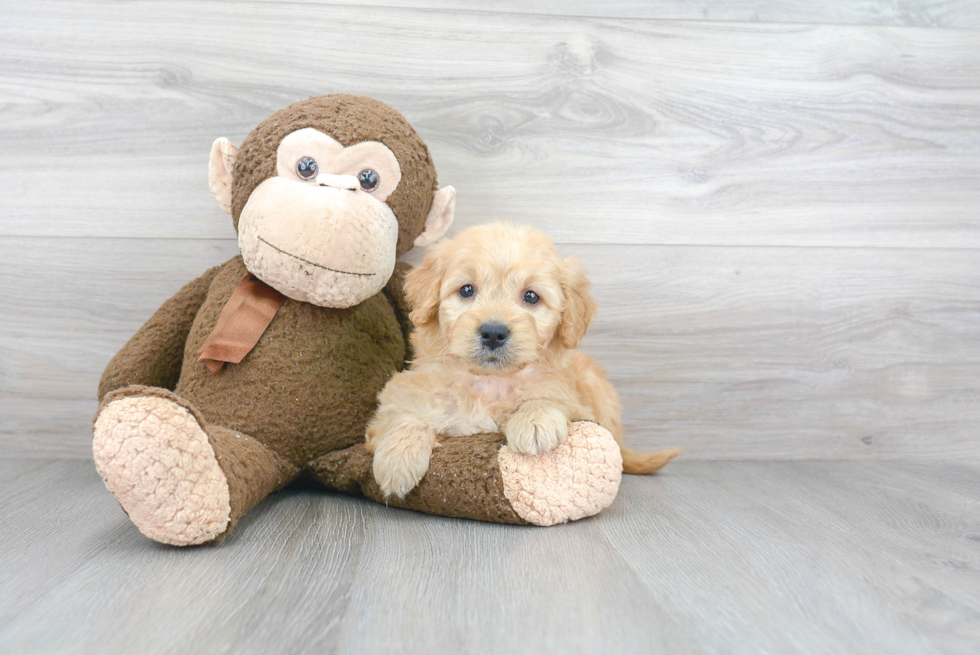 Happy Mini Goldendoodle Baby