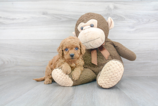 Hypoallergenic Golden Retriever Poodle Mix Puppy