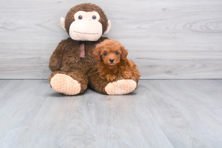 Popular Mini Goldendoodle Poodle Mix Pup