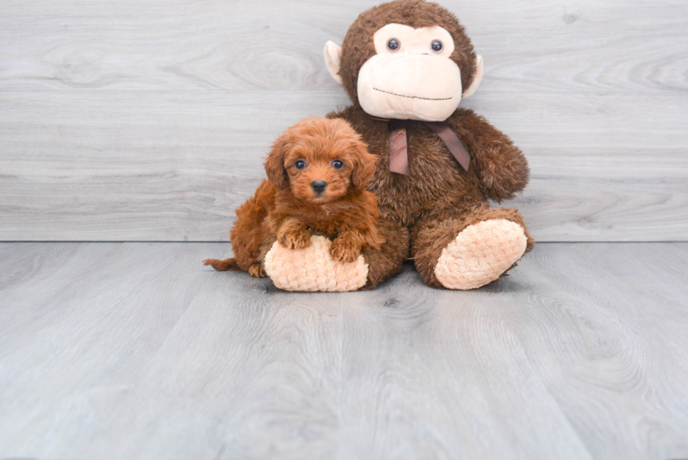 Mini Goldendoodle Pup Being Cute