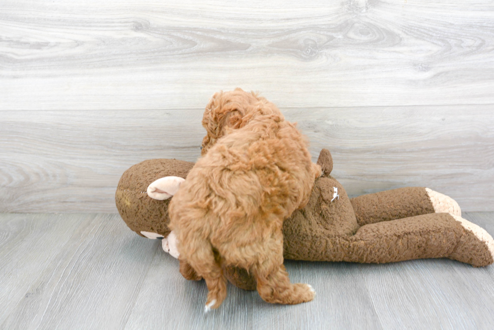 Hypoallergenic Golden Retriever Poodle Mix Puppy