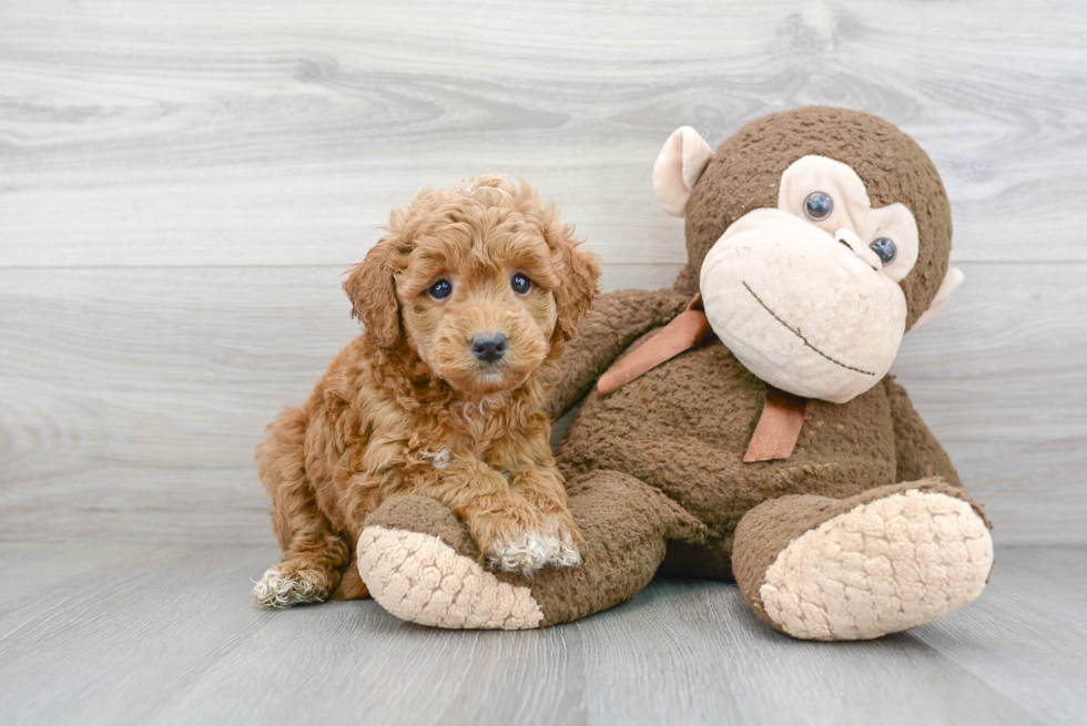 Mini Goldendoodle Pup Being Cute