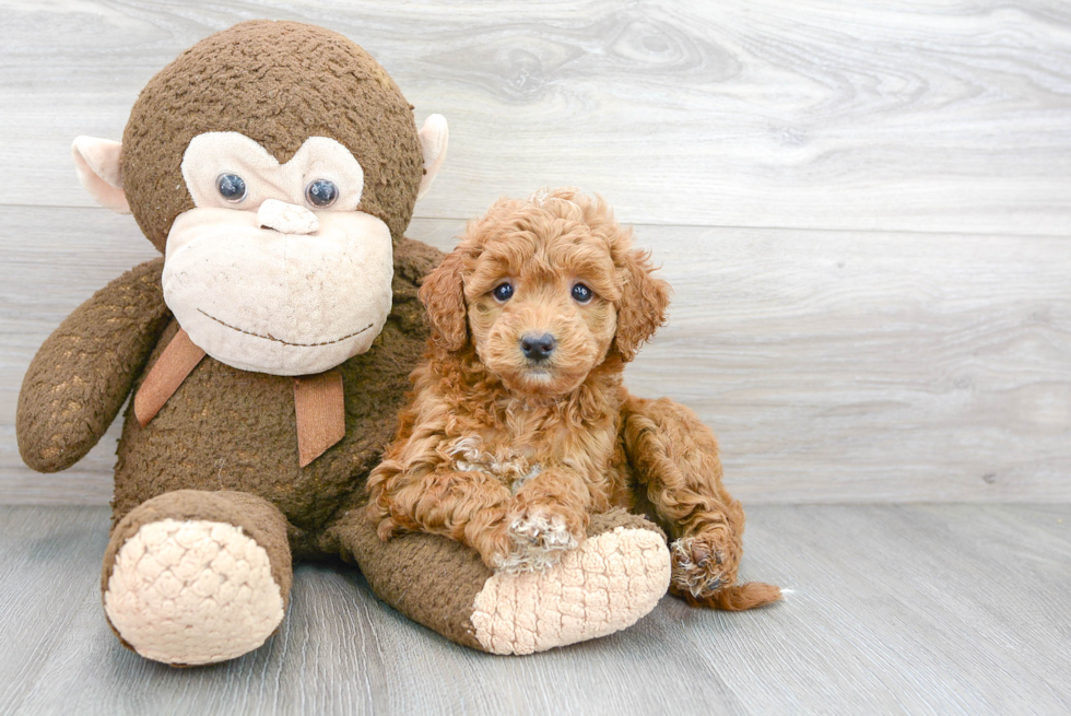 Adorable Golden Retriever Poodle Mix Puppy