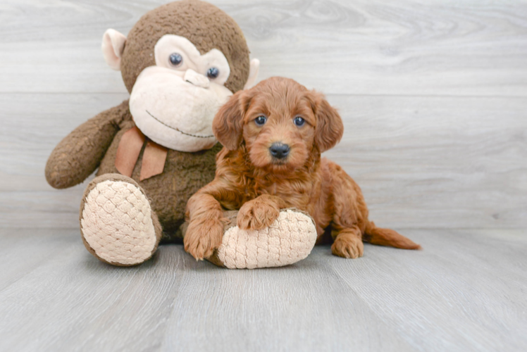 Mini Goldendoodle Pup Being Cute