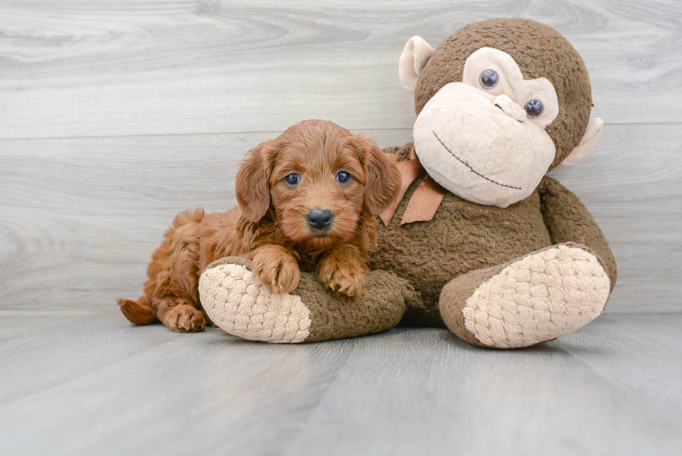 Best Mini Goldendoodle Baby