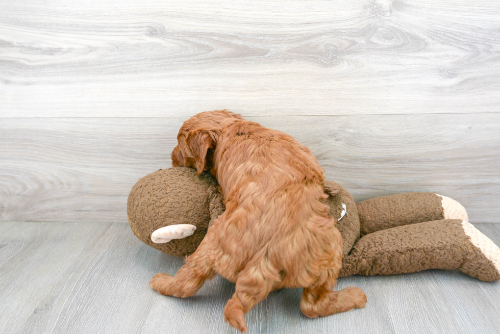 Mini Goldendoodle Pup Being Cute