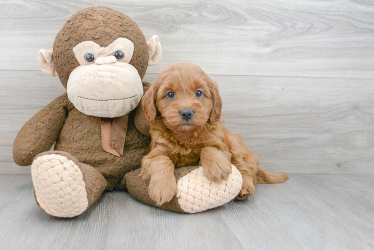 Playful Golden Retriever Poodle Mix Puppy