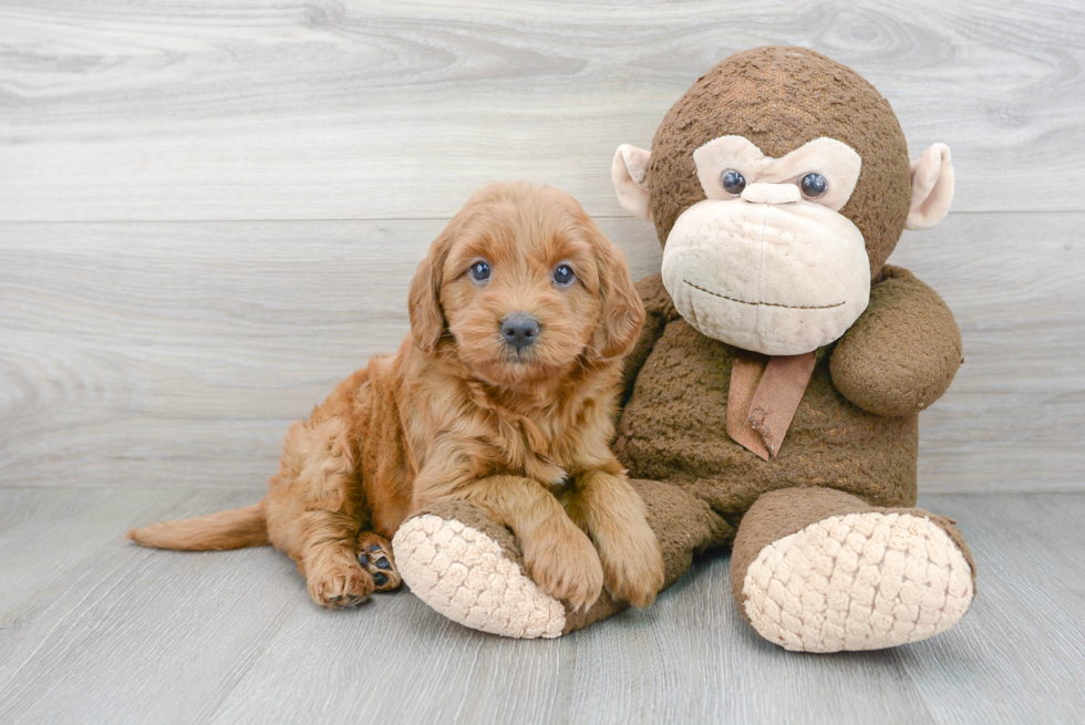 Cute Mini Goldendoodle Baby