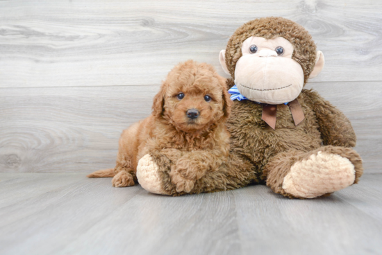 Small Mini Goldendoodle Baby