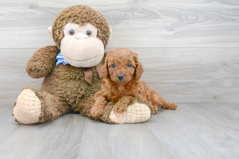 Mini Goldendoodle Puppy for Adoption