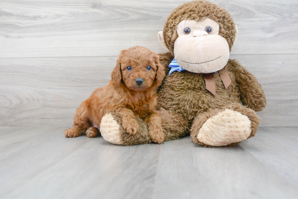 Mini Goldendoodle Pup Being Cute