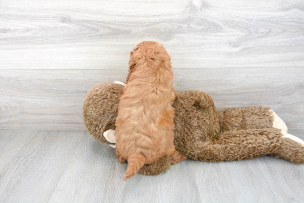 Friendly Mini Goldendoodle Baby