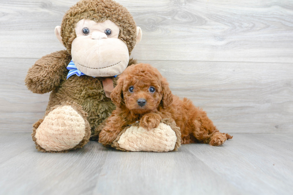 Playful Golden Retriever Poodle Mix Puppy