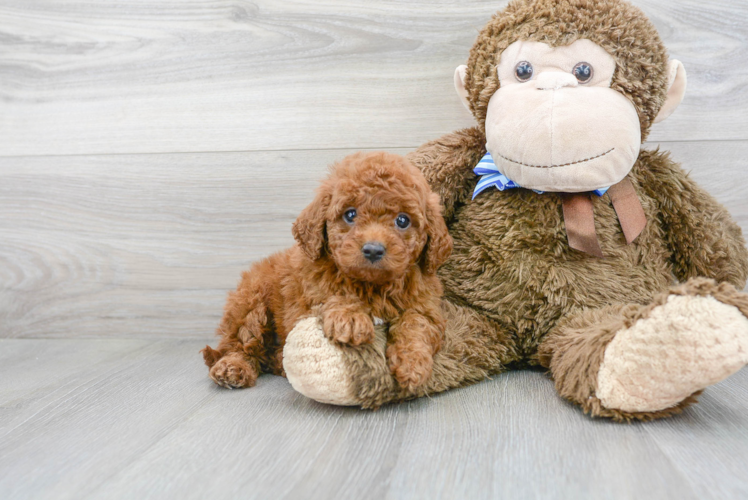 Best Mini Goldendoodle Baby