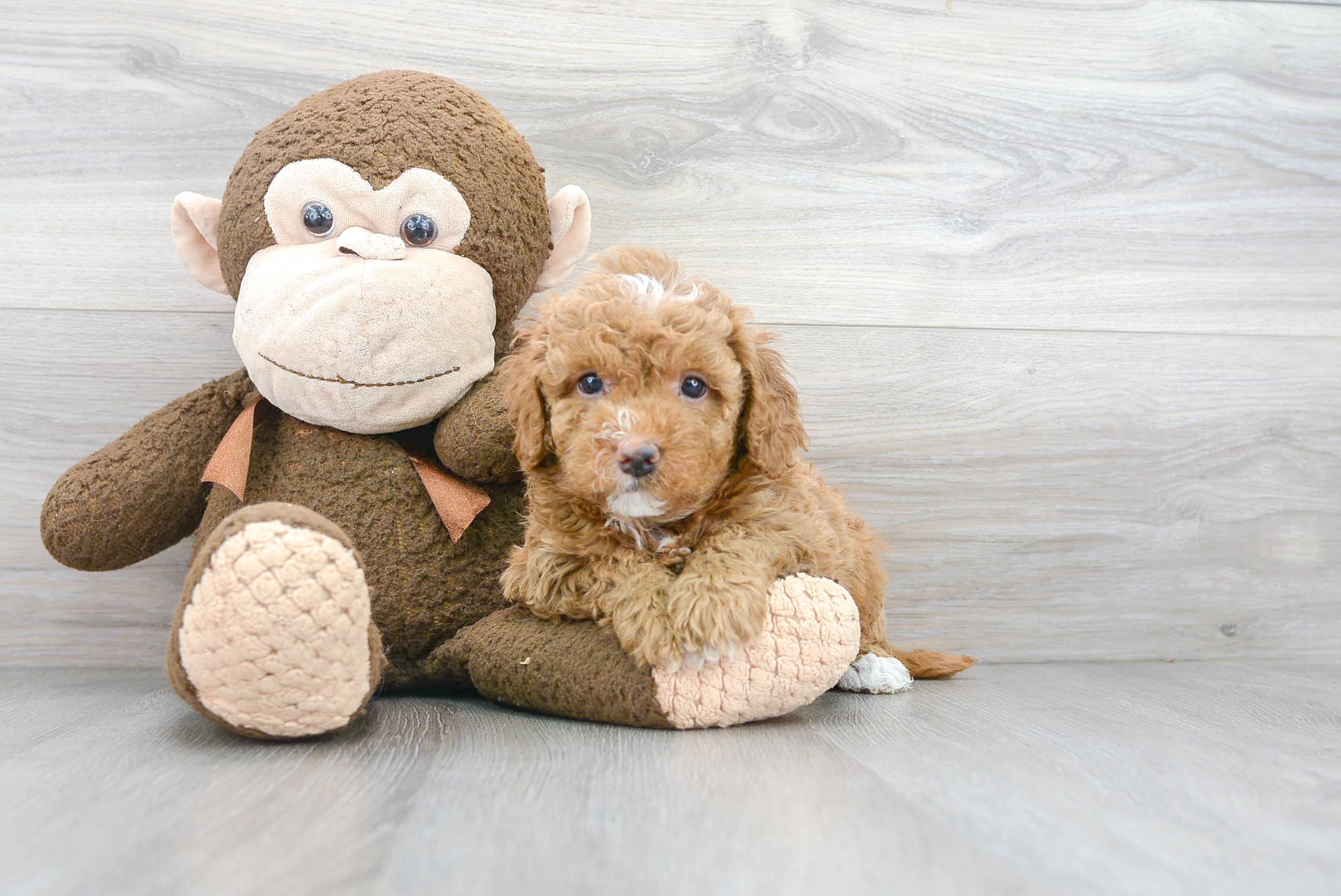 Fluffy Mini Goldendoodle Poodle Mix Pup