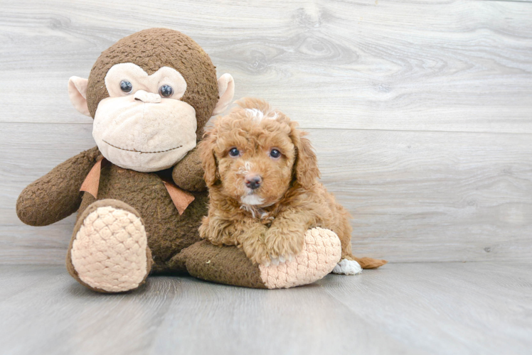 Fluffy Mini Goldendoodle Poodle Mix Pup