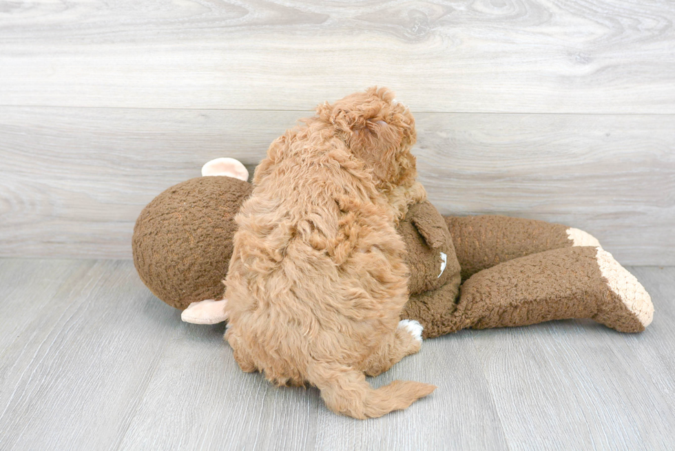 Playful Golden Retriever Poodle Mix Puppy