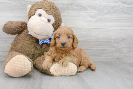 Mini Goldendoodle Pup Being Cute