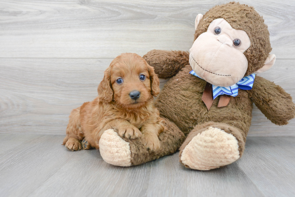 Adorable Golden Retriever Poodle Mix Puppy