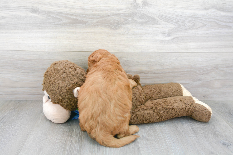 Funny Mini Goldendoodle Poodle Mix Pup